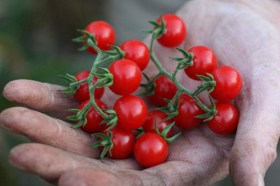 Matt's Wild Cherry paradicsom - Paradicsom különlegességek az Egzotikus Növények Stúdiója kínálatából